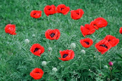 poppies
