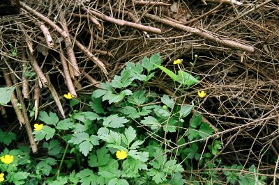 Field flowers