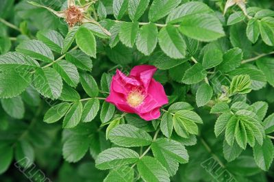 dogrose