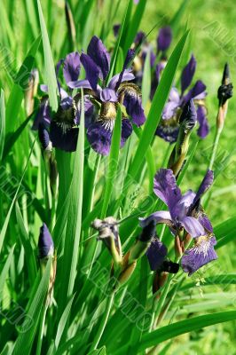 blossoming iris