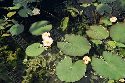 water lily