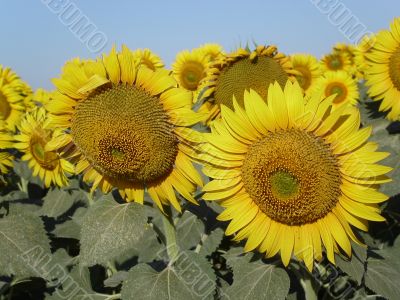 sunflower