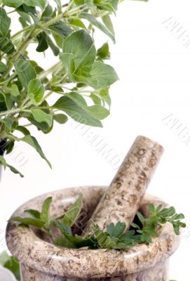 Herbs 014