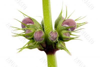 Emerging buds