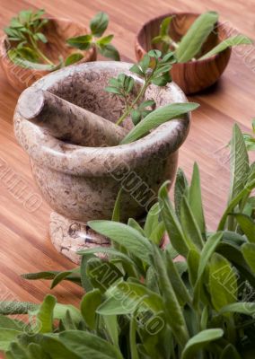 Herbs 015