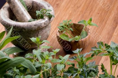 Herbs 018