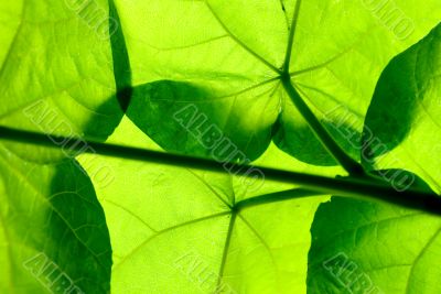 Under the leaves