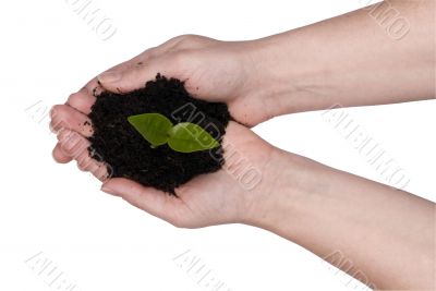 Two hands holding a plant