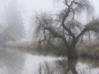 Foggy Trees Beside A Creek