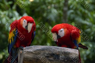 Two Macaws
