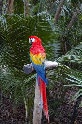 A Macaw
