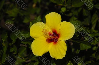 Yellow Hibiscus
