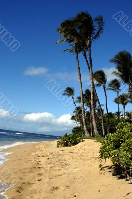 Tropical Beach