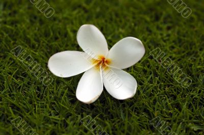 Plumeria