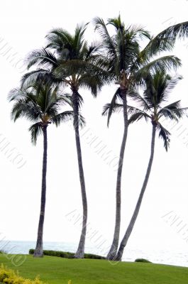Coconut trees on a beach