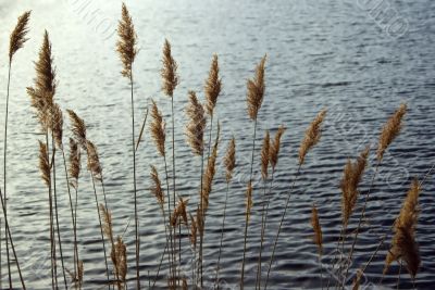 Wild Grass