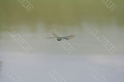 Dragonfly libelle