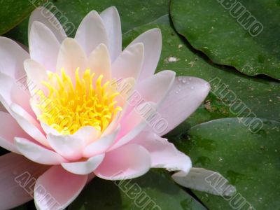 water lily