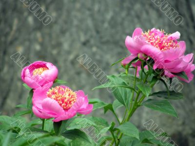 flowers. Peonies