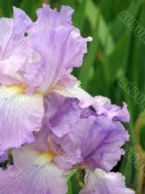 flower of an iris