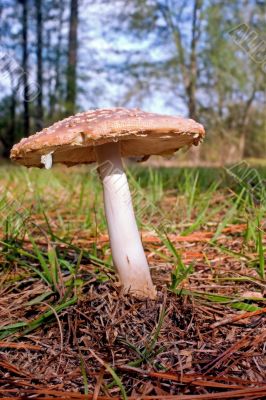 forest mushroom