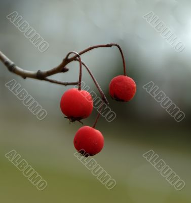 Wild Berries
