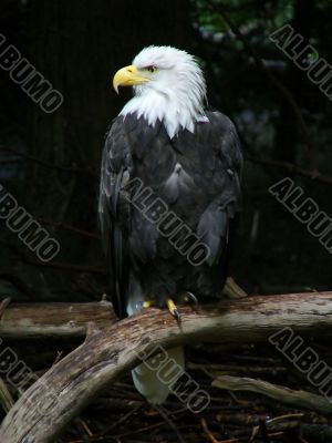 Bald Eagle - Perched