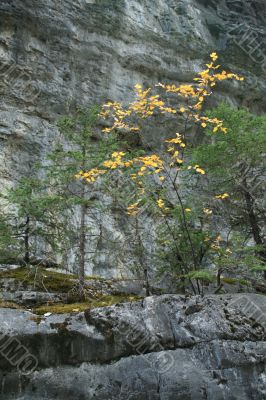 Golden poplar in canyon