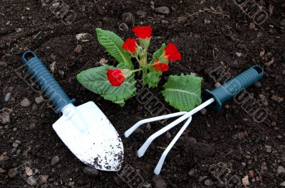 Garden Tools and Flowers