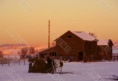 Horses and barn at sunset