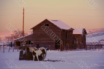 Horses and barn at sunset