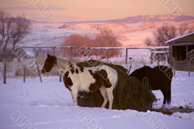 Horses and barn at sunset
