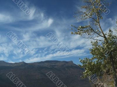 Golden Poplars & high cirrus