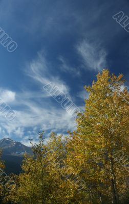 Golden Poplars & high cirrus