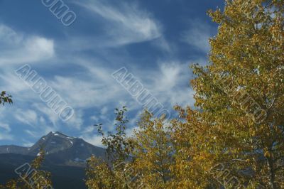 Golden Poplars & high cirrus