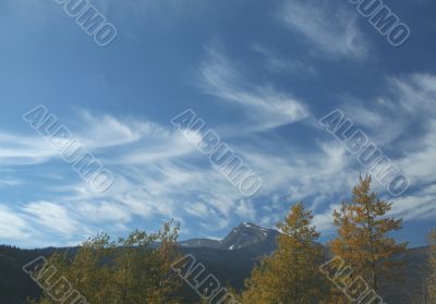 Golden Poplars & high cirrus