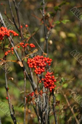 Red berries, detail