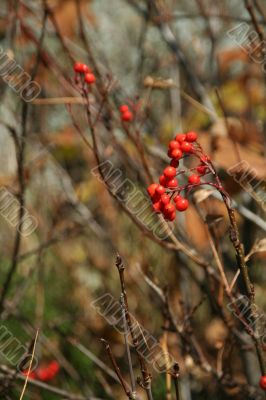 Red berries, detail