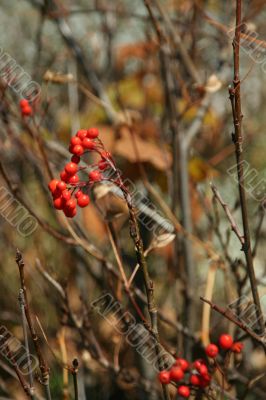 Red berries, detail