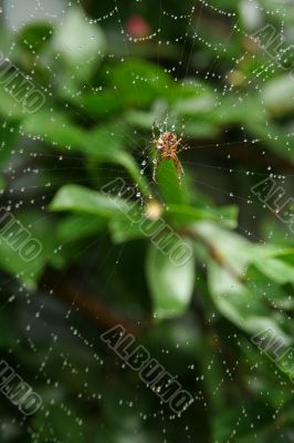 Spider in web