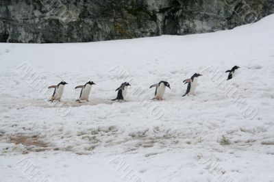 Gentoo penguins, heading back to their nests