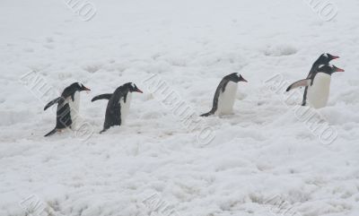 Gentoo penguins, heading back to their nests