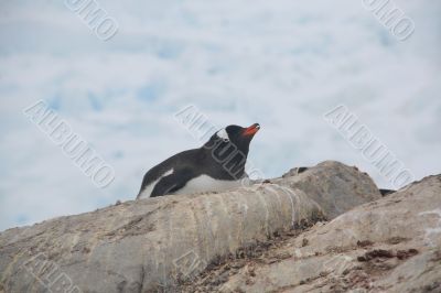Gentoo penguin, nesting
