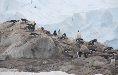 Gentoo penguin rookery