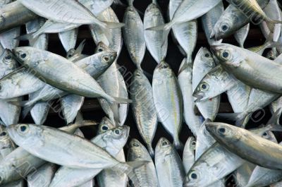 fresh fish at fishmarket