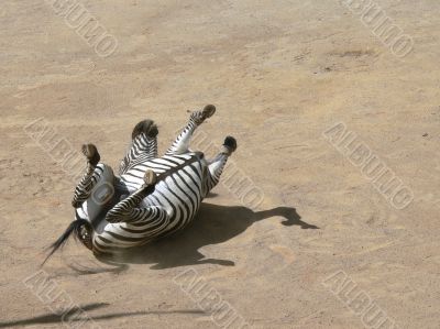 Zebra Rolling