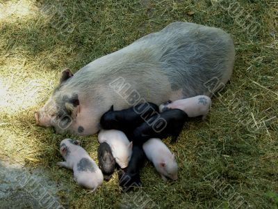 Pig Family