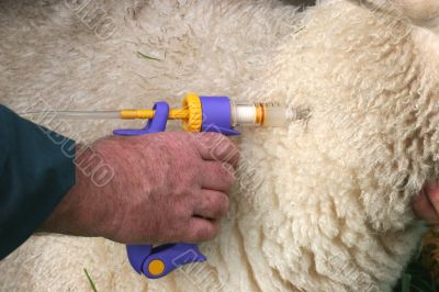 Vaccinating a sheep
