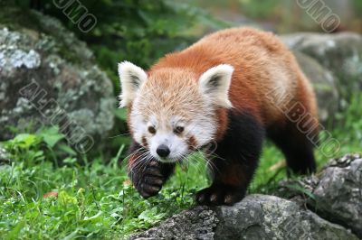 Red Panda