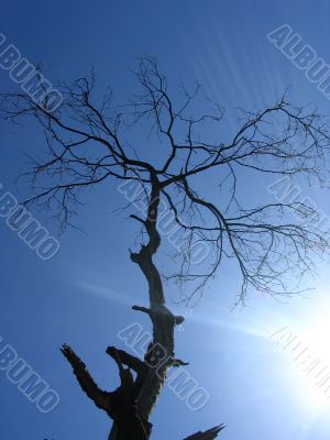 dry tree in the sunshine in the sky